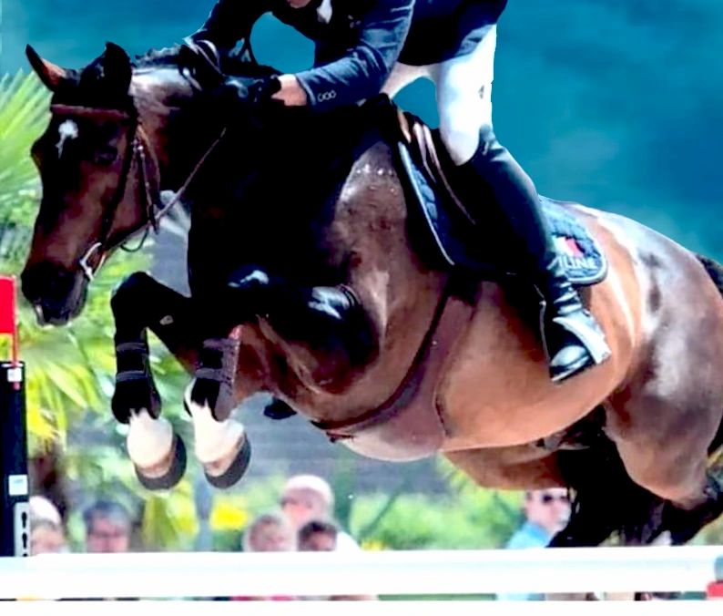 Hoof Care Perfect Hoof Wear